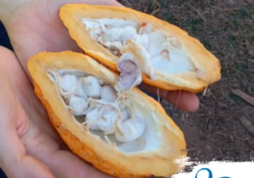 Do fruto à descoberta: aprendendo com o cacau!